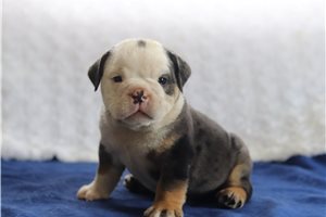 Sadie - English Bulldog for sale