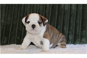 Cray - English Bulldog for sale