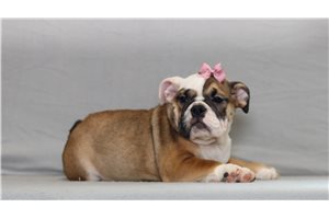 Addison - English Bulldog for sale