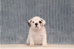 Ghost - English Bulldog for sale