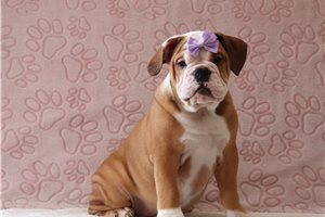 Adara - English Bulldog for sale