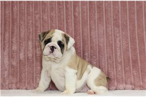 Gladys - English Bulldog for sale