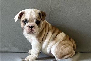 Saber - English Bulldog for sale