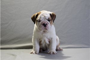 Acorn - English Bulldog for sale