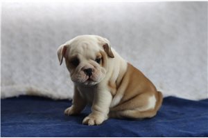 Sabine - English Bulldog for sale