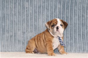 Cruz - English Bulldog for sale