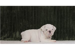 Gerry - English Bulldog for sale