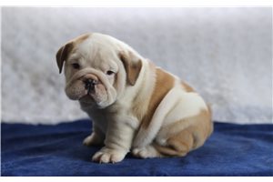 Sammy - English Bulldog for sale