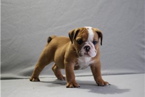 Abbot - English Bulldog for sale
