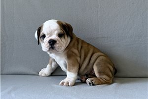 Asher - English Bulldog for sale
