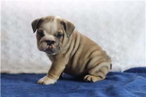 Salvatore - English Bulldog for sale