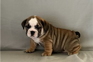 Alexander - English Bulldog for sale
