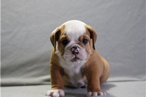 Able - English Bulldog for sale