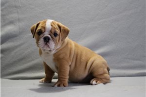 Abigail - English Bulldog for sale