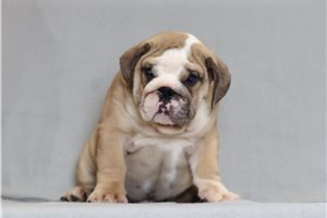 Salvatore - English Bulldog for sale