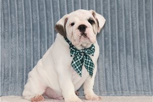 Ghost - English Bulldog for sale