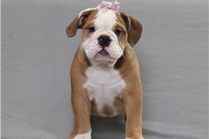 Adara - English Bulldog for sale
