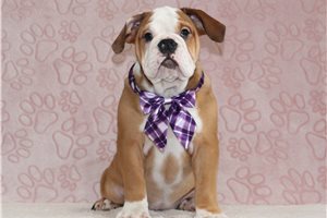 Adara - English Bulldog for sale