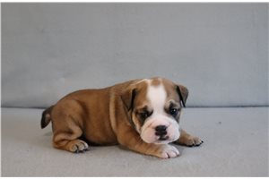 Adams - English Bulldog for sale