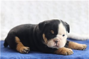 Samson - English Bulldog for sale