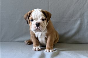Achilles - English Bulldog for sale