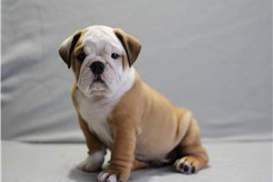 Abner - English Bulldog for sale