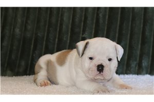 Cubby - English Bulldog, placed in Zanesville / Cambridge