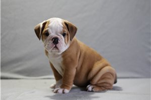 Adara - English Bulldog for sale