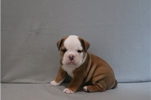 Achilles - English Bulldog for sale