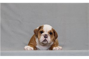 Able - English Bulldog for sale