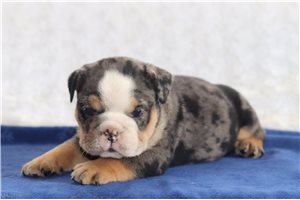 Samuel - English Bulldog for sale