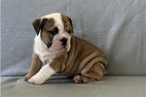 Aimee - English Bulldog for sale