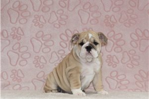 Chrissy - English Bulldog, placed in Zanesville / Cambridge