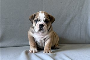 Adams - English Bulldog for sale