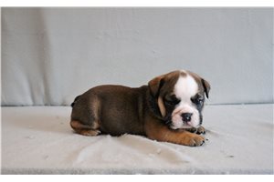 Alexander - English Bulldog for sale