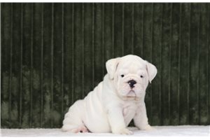 Geyer - English Bulldog for sale