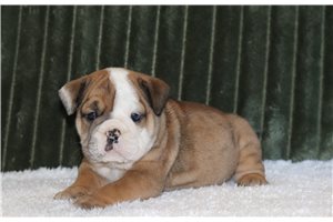 Cruz - English Bulldog for sale