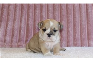 Chrissy - English Bulldog for sale
