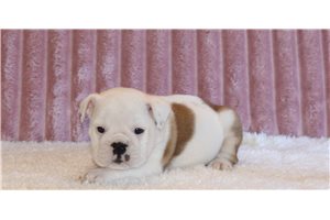 Crystal - English Bulldog for sale