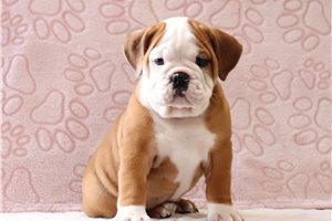 Artemis - English Bulldog for sale