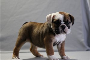 Addison - English Bulldog for sale