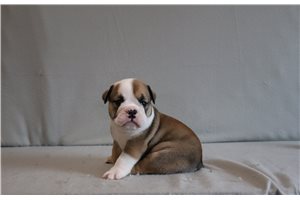 Aimee - English Bulldog for sale