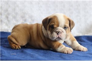 Sabrina - English Bulldog for sale