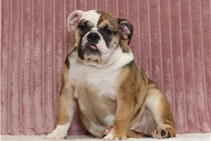 Addison - English Bulldog for sale