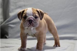 Addie - English Bulldog for sale