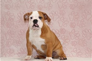 Artemis - English Bulldog for sale