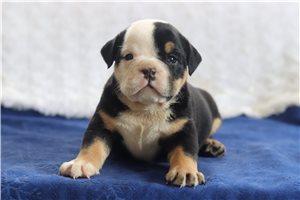 Sally - English Bulldog for sale
