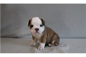 Asher - English Bulldog for sale