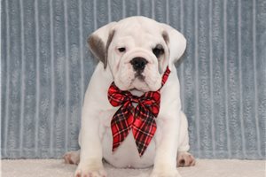 Ghost - English Bulldog for sale