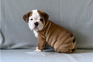 Artemis - English Bulldog for sale